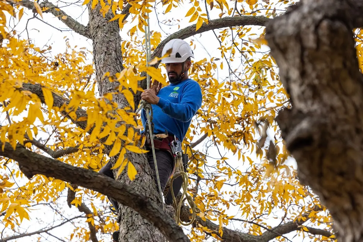 Skilled Tree Planting crew working in Little Rock