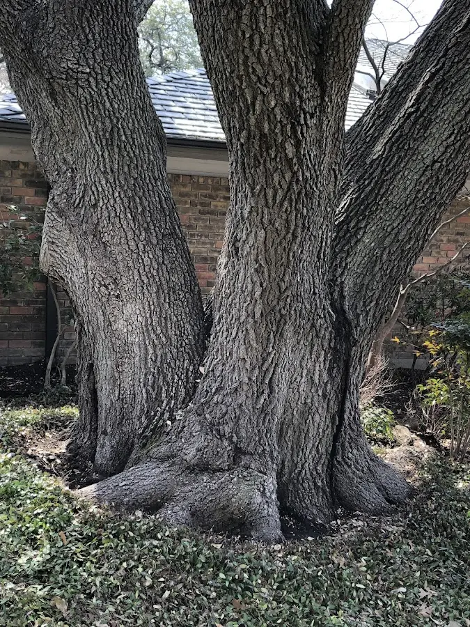 Mature heritage tree close to a Little Rock property cared for by certified arborists
